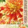Dahlia Bodacious - RB