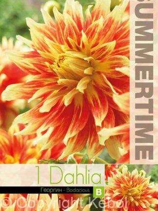 Dahlia Bodacious - RB