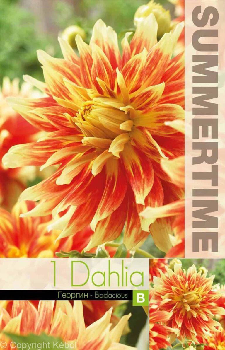 Dahlia Bodacious - RB