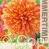 Dahlia Jive - RB