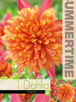 Dahlia Jive - RB