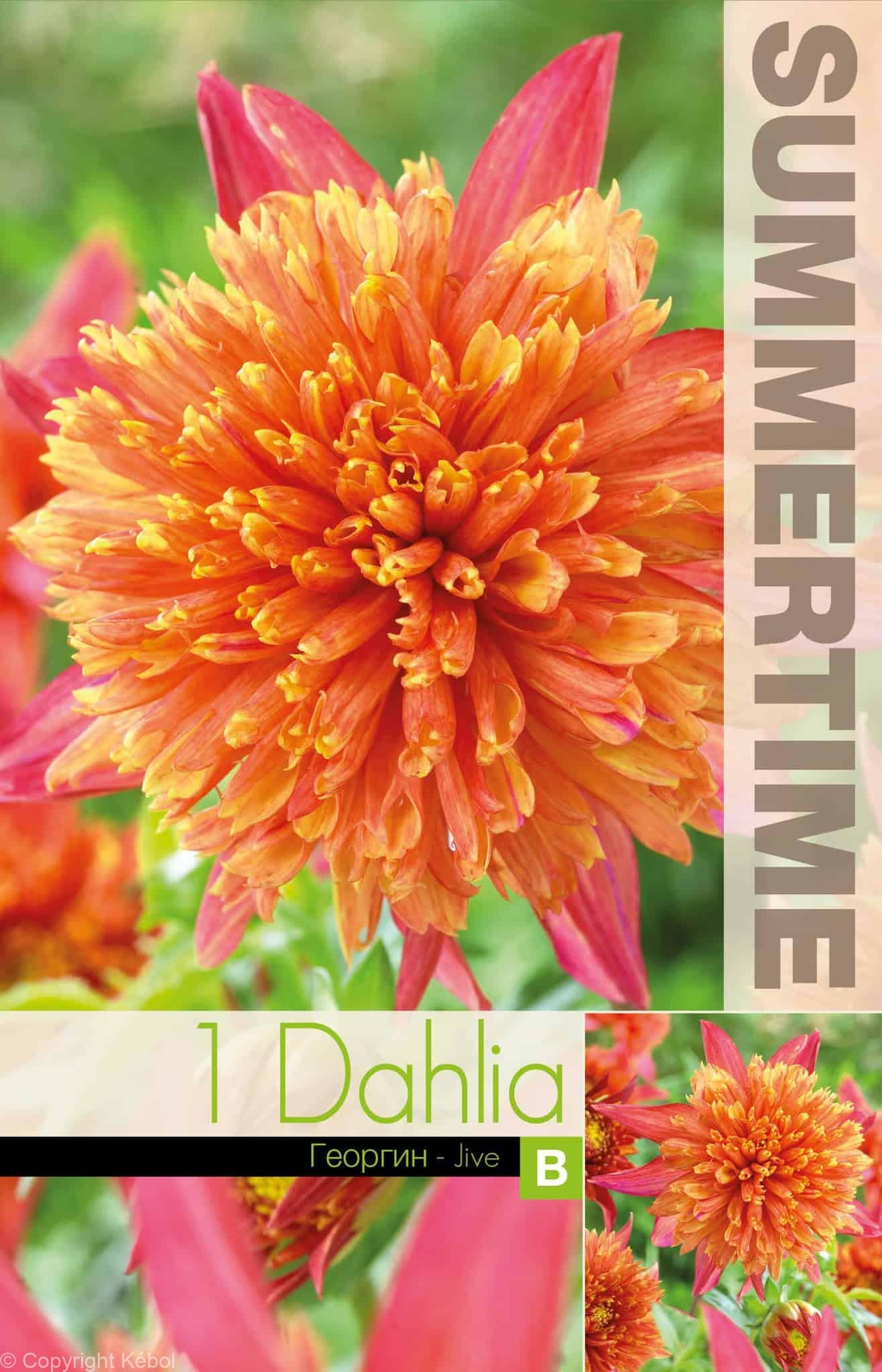 Dahlia Jive - RB