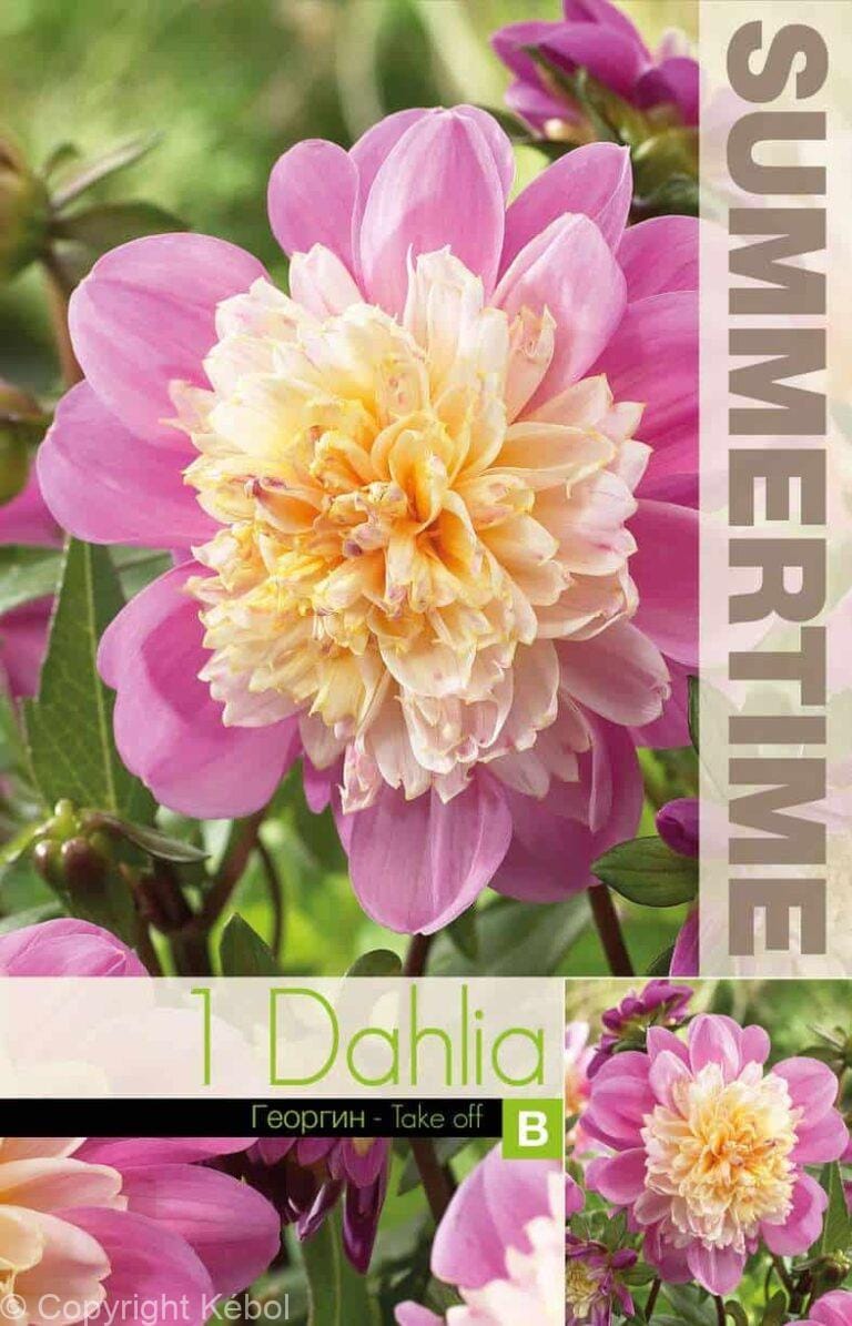 Dahlia Take Off - RB
