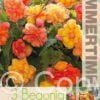 Begonia Golden Balcony - RB