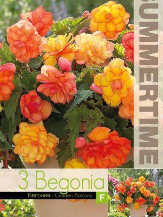 Begonia Golden Balcony - RB