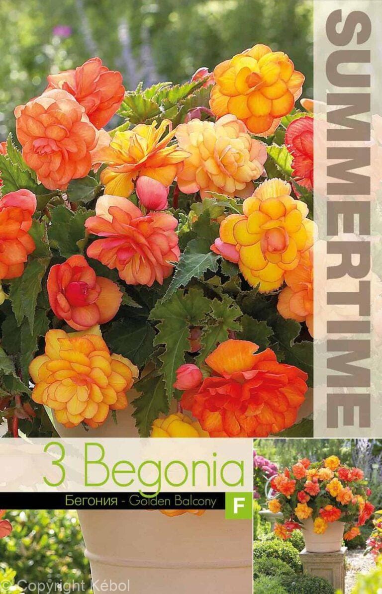 Begonia Golden Balcony - RB