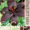 Lilium Royal Kiss - RB