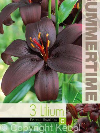 Lilium Royal Kiss - RB