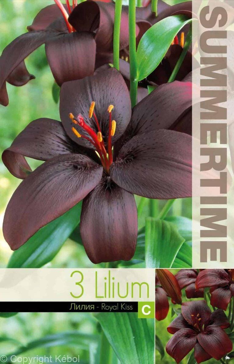 Lilium Royal Kiss - RB