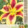 Lilium Viva la Vida - RB