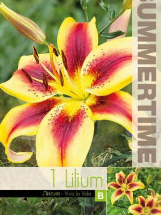 Lilium Viva la Vida - RB