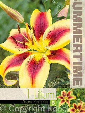 Lilium Viva la Vida - RB