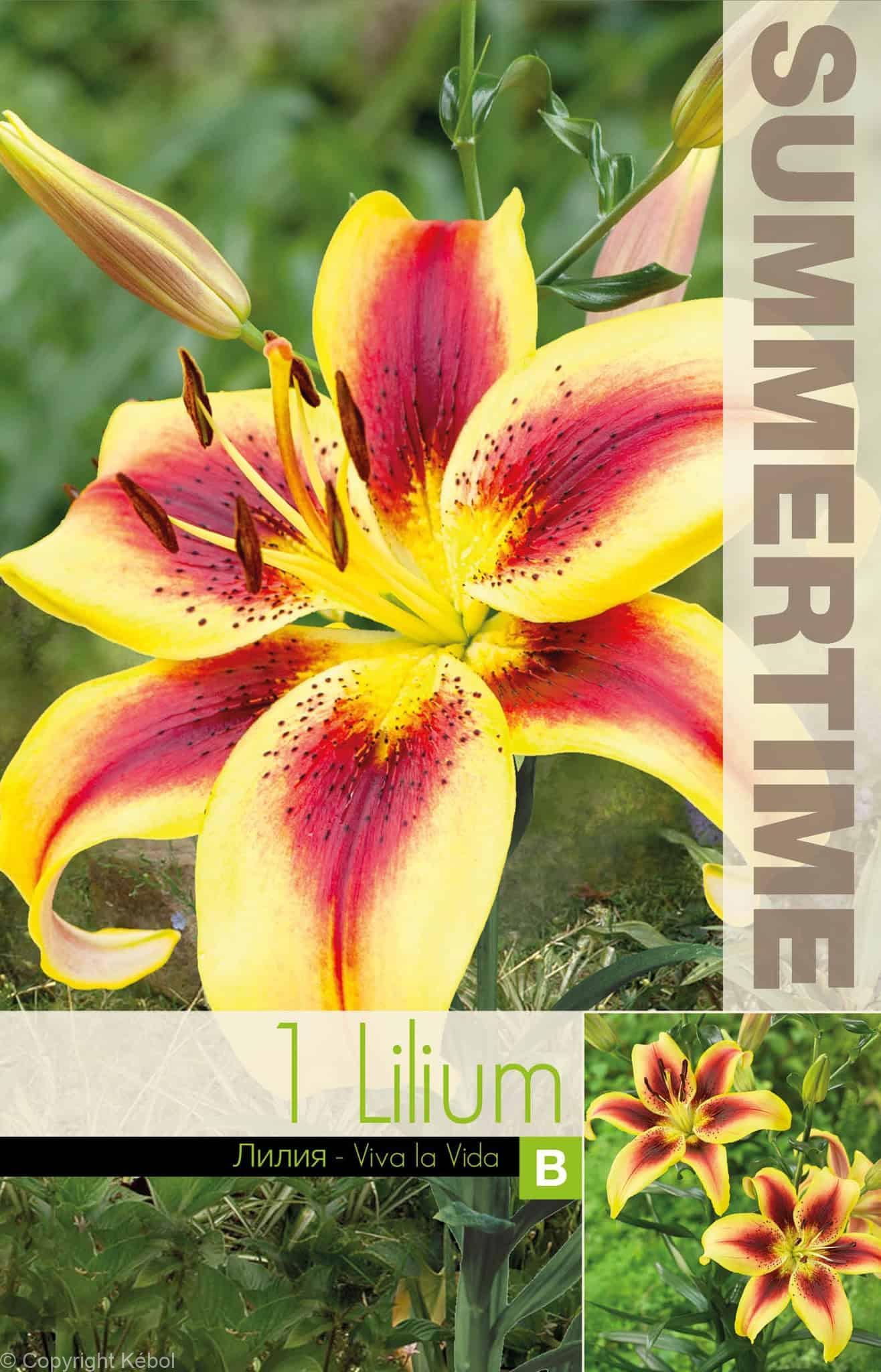 Lilium Viva la Vida - RB