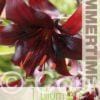 Lilium Night Flyer - RB