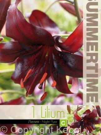 Lilium Night Flyer - RB