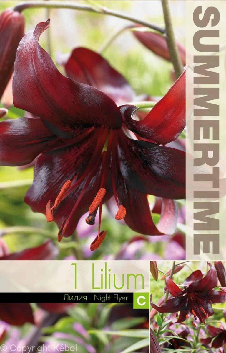 Lilium Night Flyer - RB