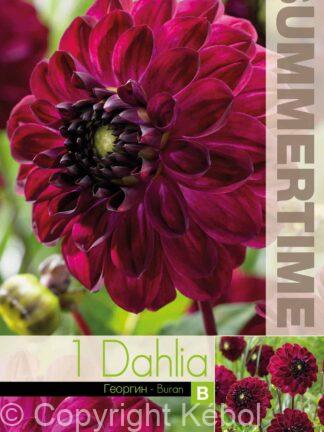 Dahlia Buran - RB