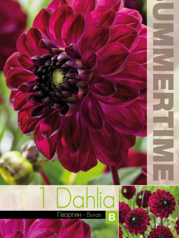 Dahlia Buran - RB