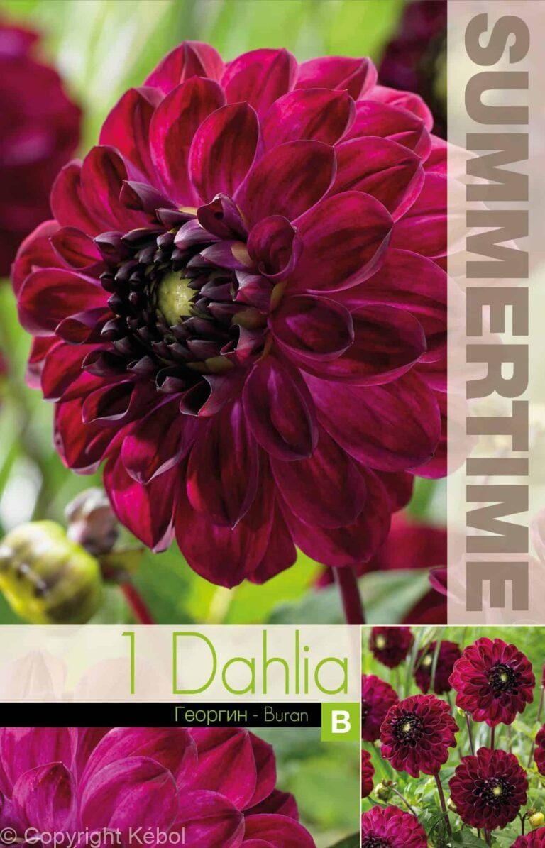Dahlia Buran - RB
