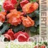 Begonia Cascade Odorosa Sweet Pink - RB