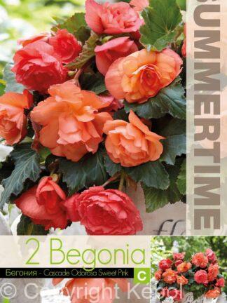 Begonia Cascade Odorosa Sweet Pink - RB