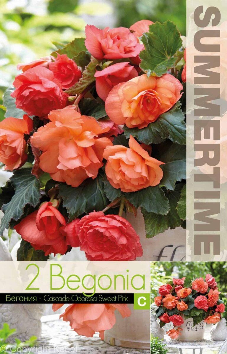 Begonia Cascade Odorosa Sweet Pink - RB