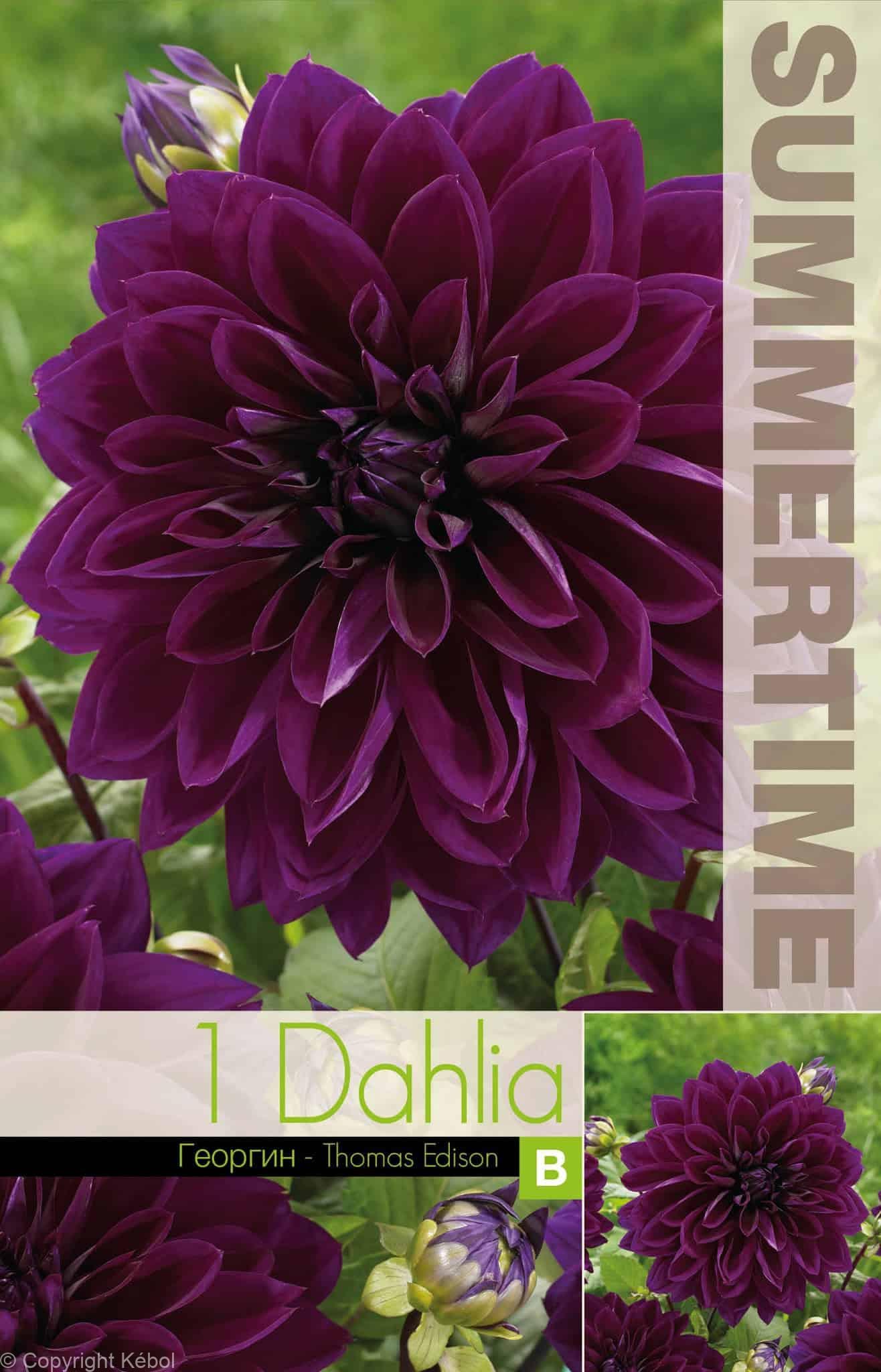 Dahlia Thomas Edison - RB