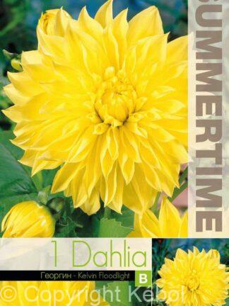 Dahlia Kelvin Floodlight - RB