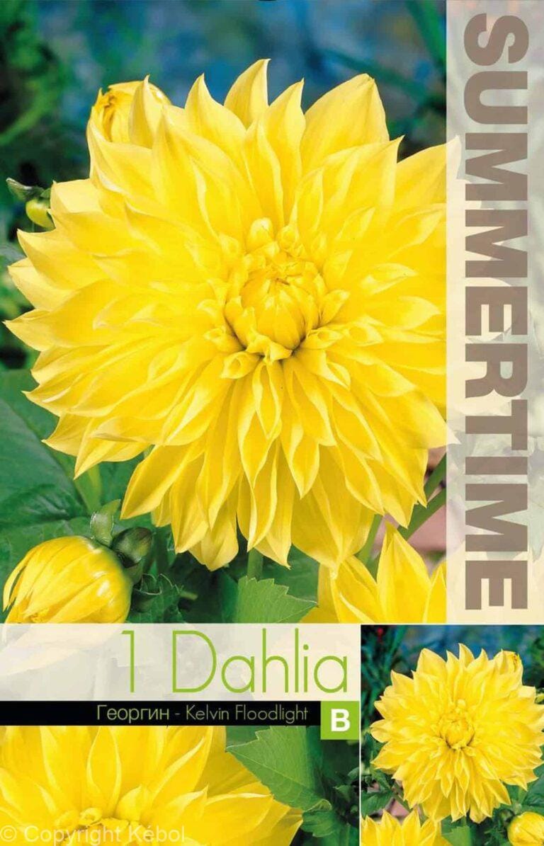 Dahlia Kelvin Floodlight - RB