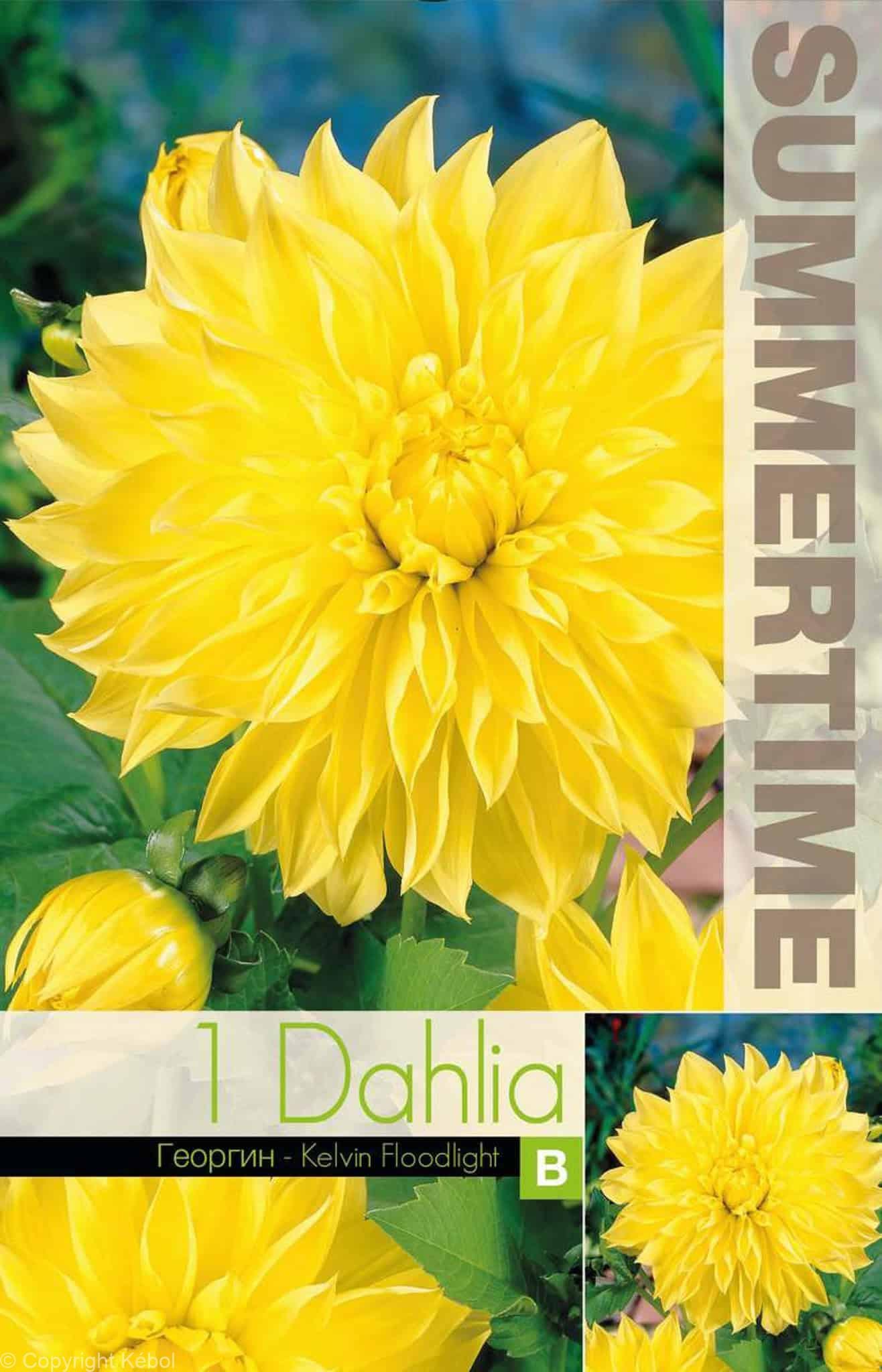 Dahlia Kelvin Floodlight - RB