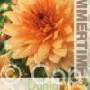Dahlia Noordwijks Glorie - RB
