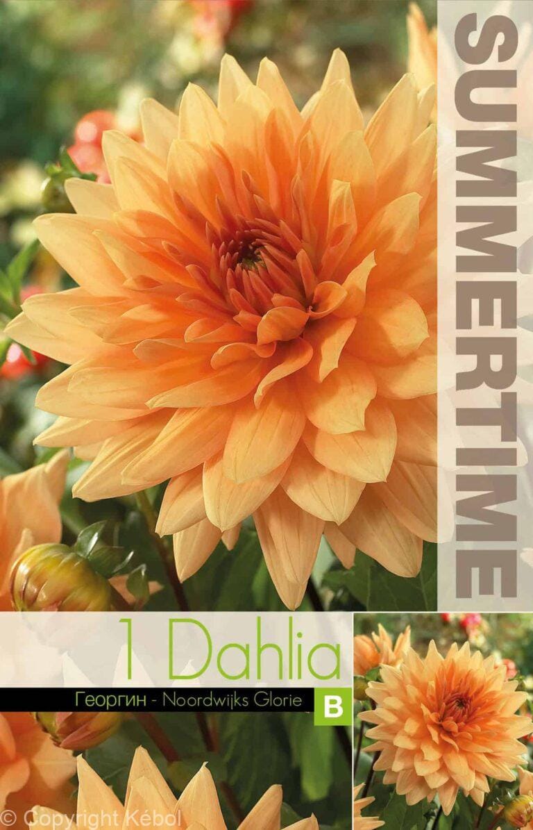 Dahlia Noordwijks Glorie - RB