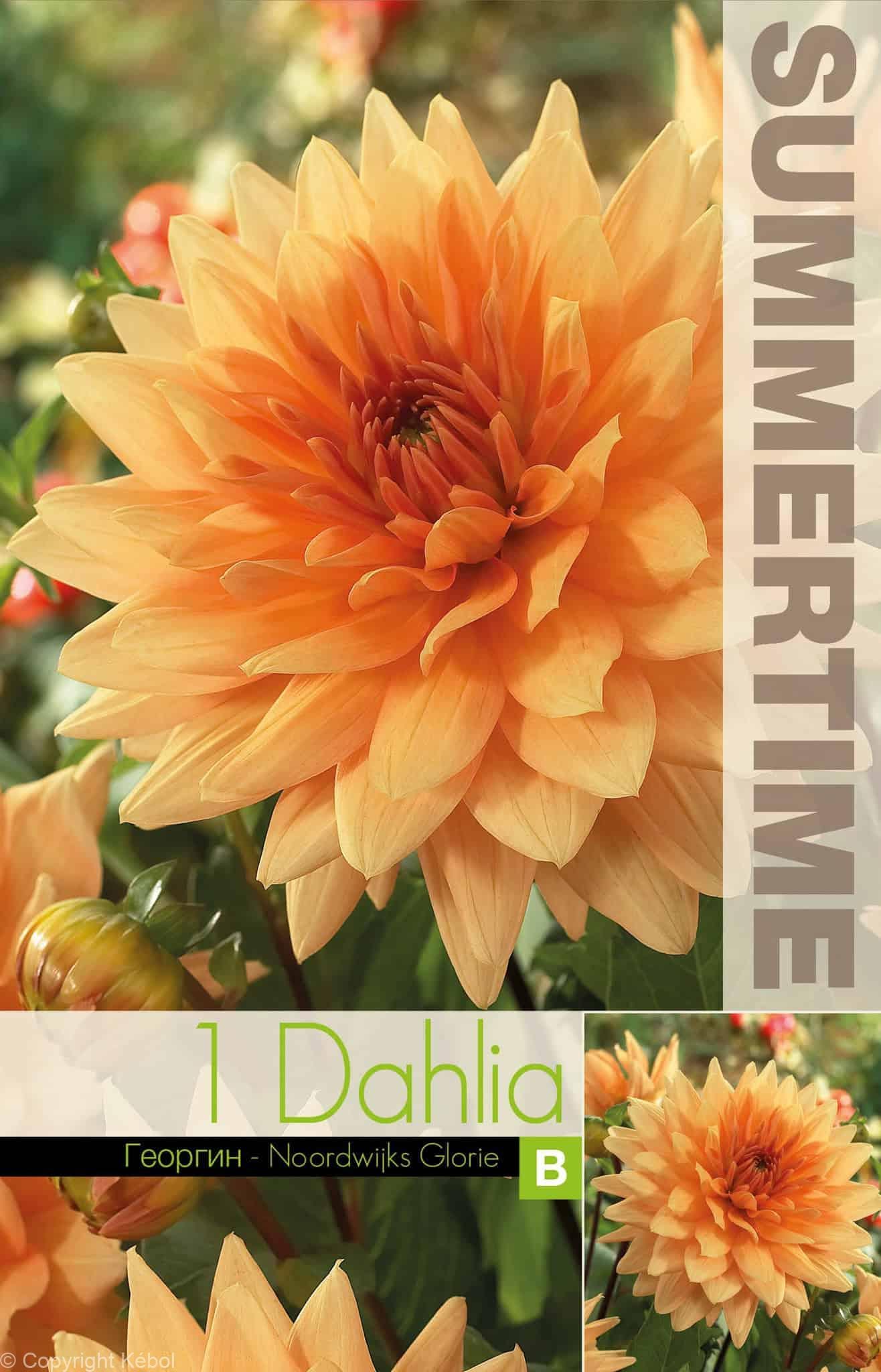 Dahlia Noordwijks Glorie - RB