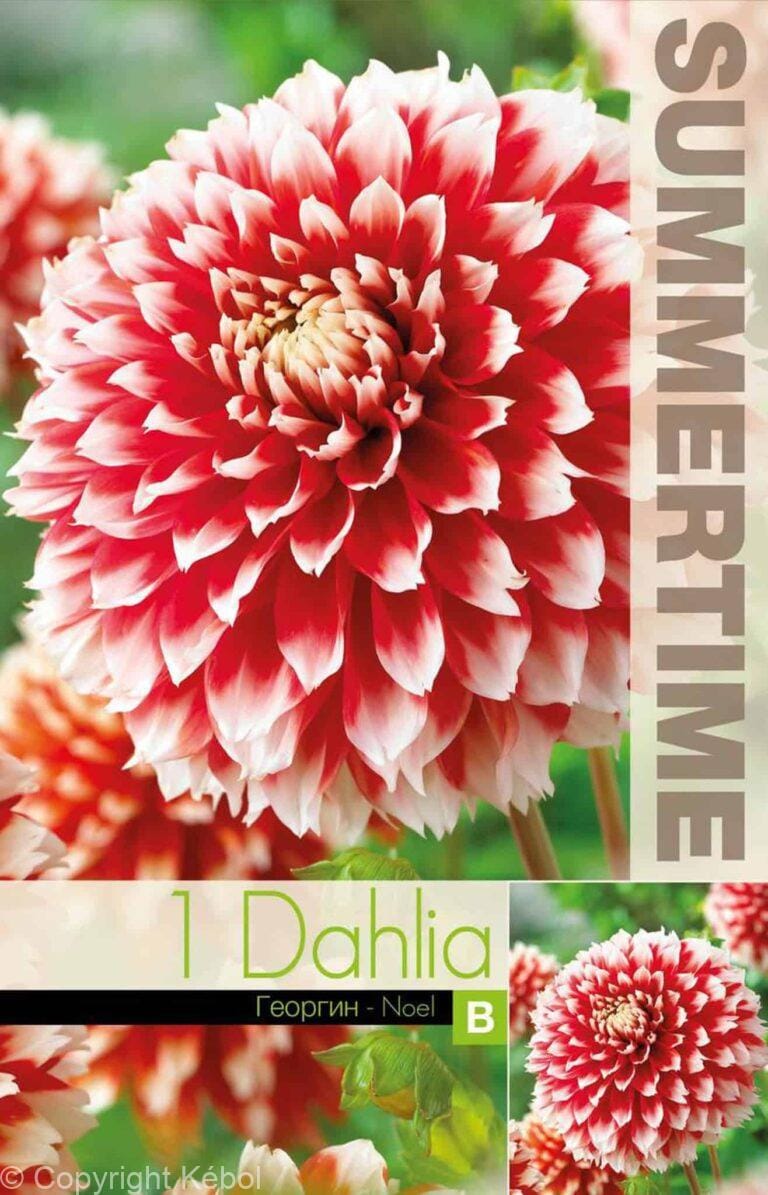 Dahlia Noel - RB