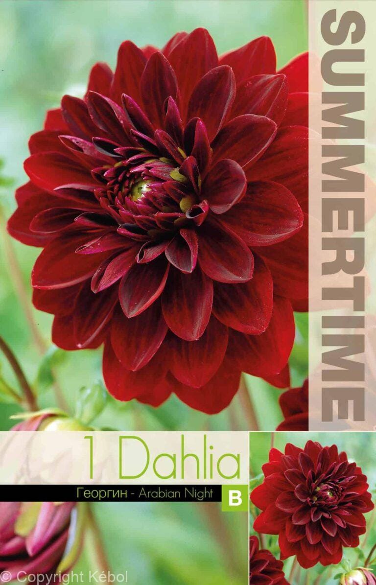 Dahlia Arabian Night - RB