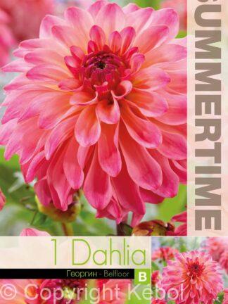 Dahlia Belfloor - RB