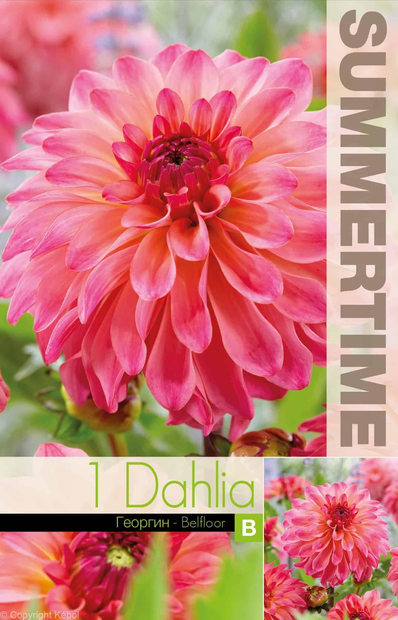 Dahlia Belfloor - RB