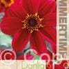 Dahlia Happy Single Romeo - RB