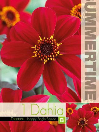 Dahlia Happy Single Romeo - RB