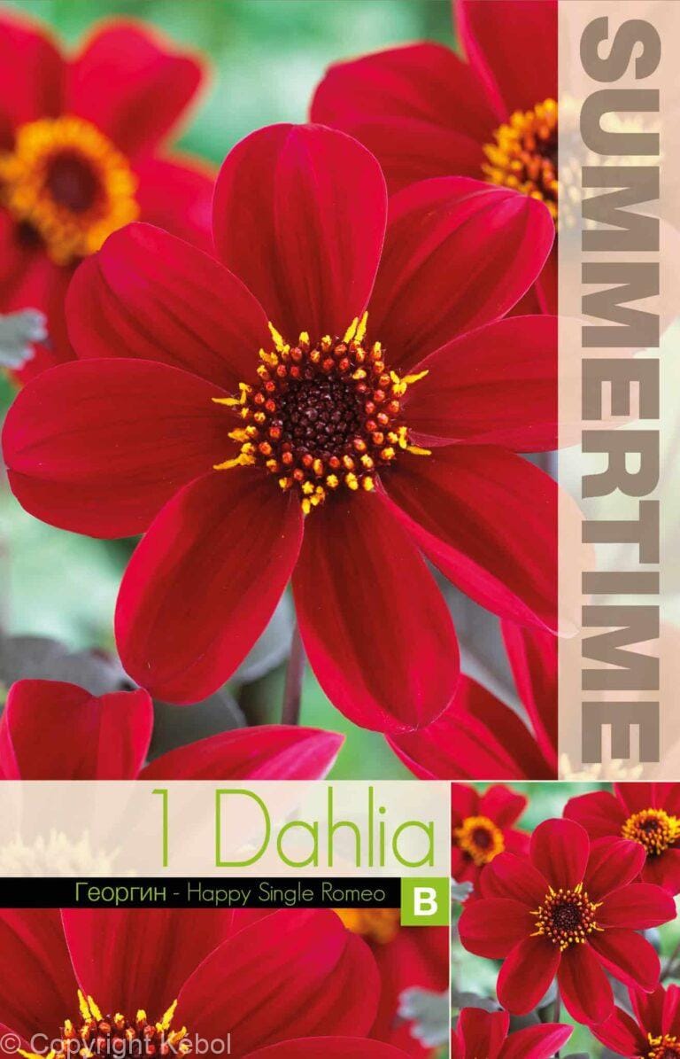 Dahlia Happy Single Romeo - RB
