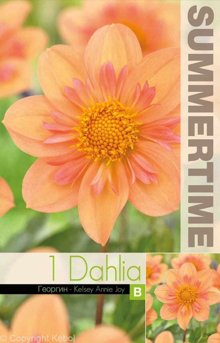 Dahlia Kelsey Annie Joy - RB