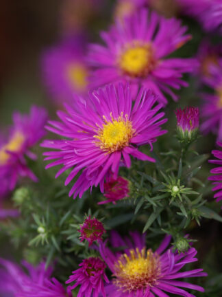 Aster  Alice Haslam