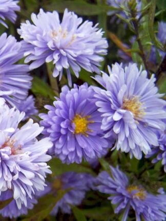 Aster  Marie Ballard