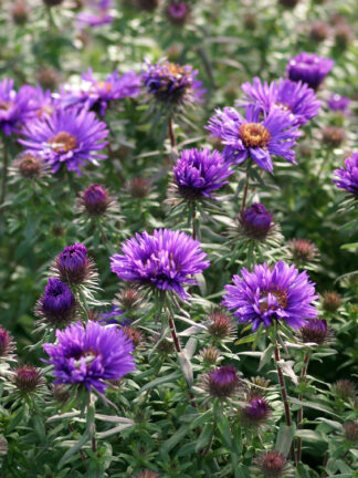 Aster  Purple Dome