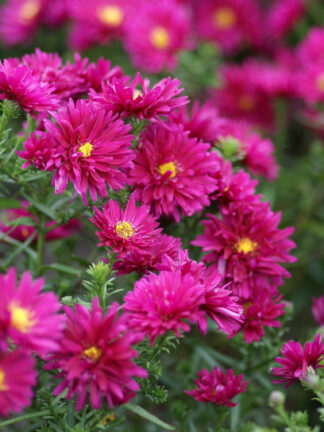 Aster  Royal Ruby
