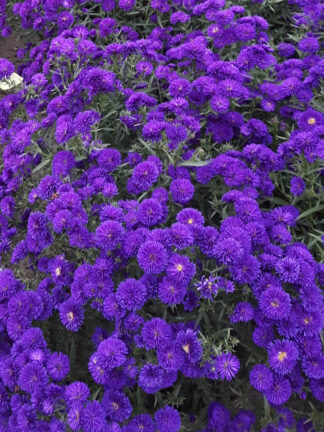 Aster  Midnight sky