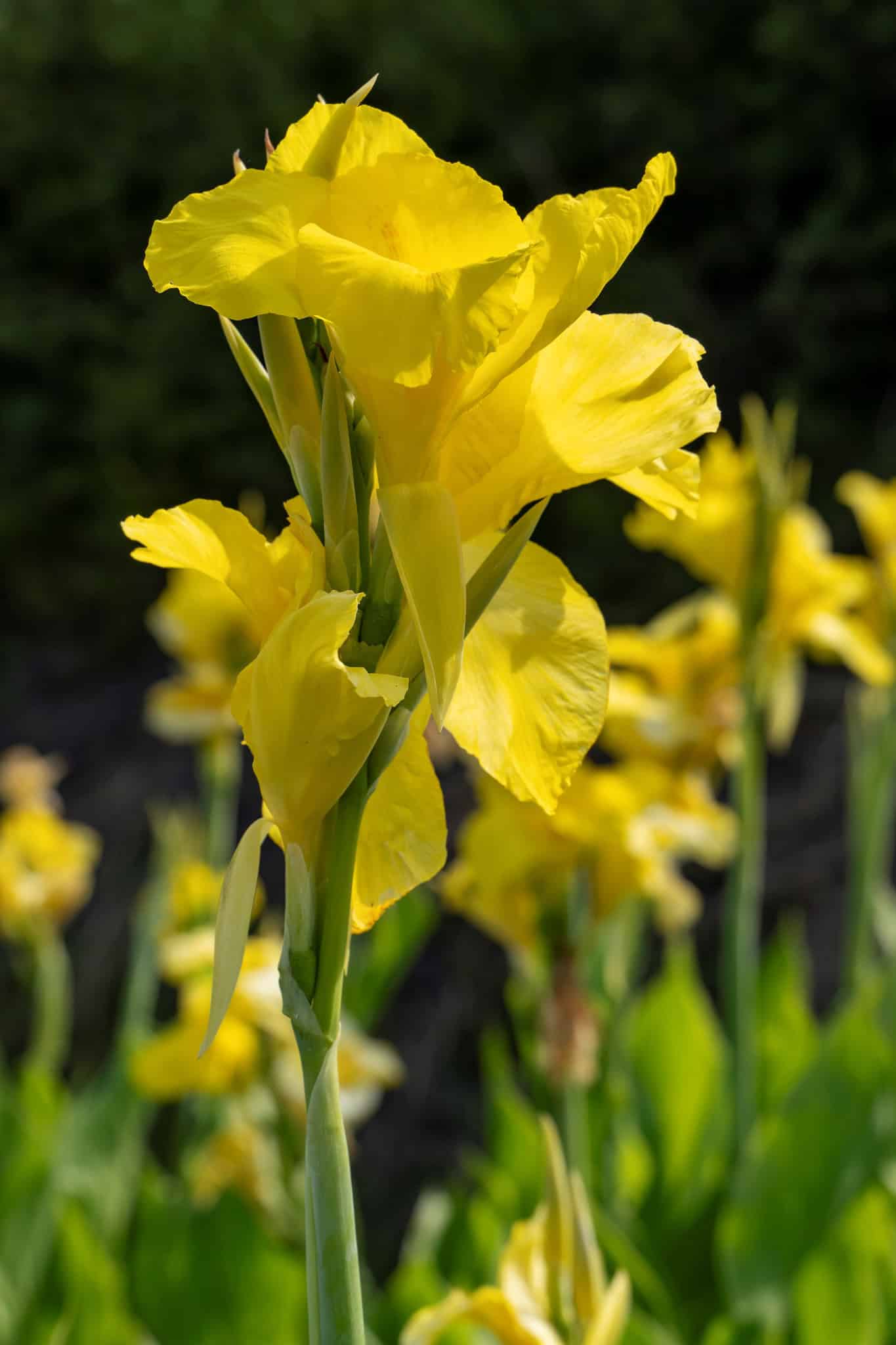 Canna Richard Wallace - RB