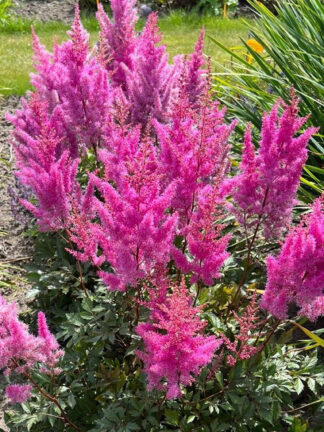 Astilbe Nemo