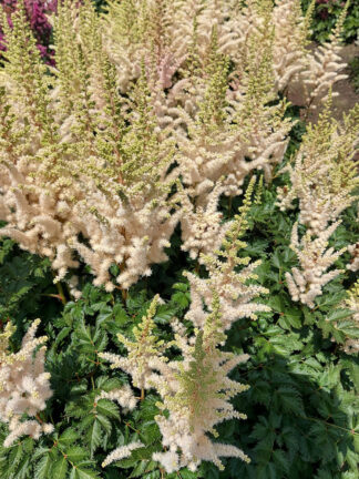 Astilbe Creamy Pearls