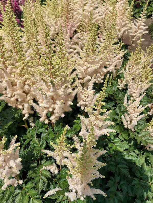 Astilbe Creamy Pearls